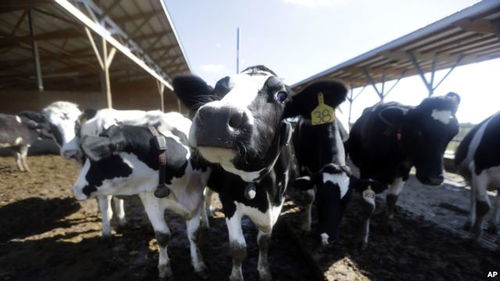 VOA慢速英语 科研 农场使用抗生素牲畜养的好