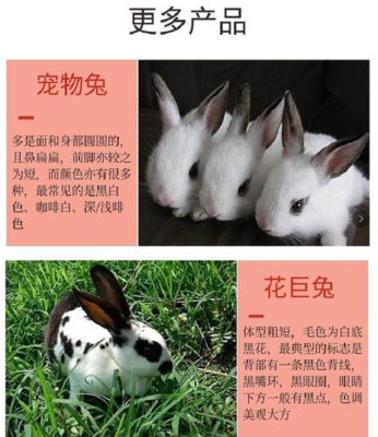 江西省余干县哪里有獭兔种兔养殖场