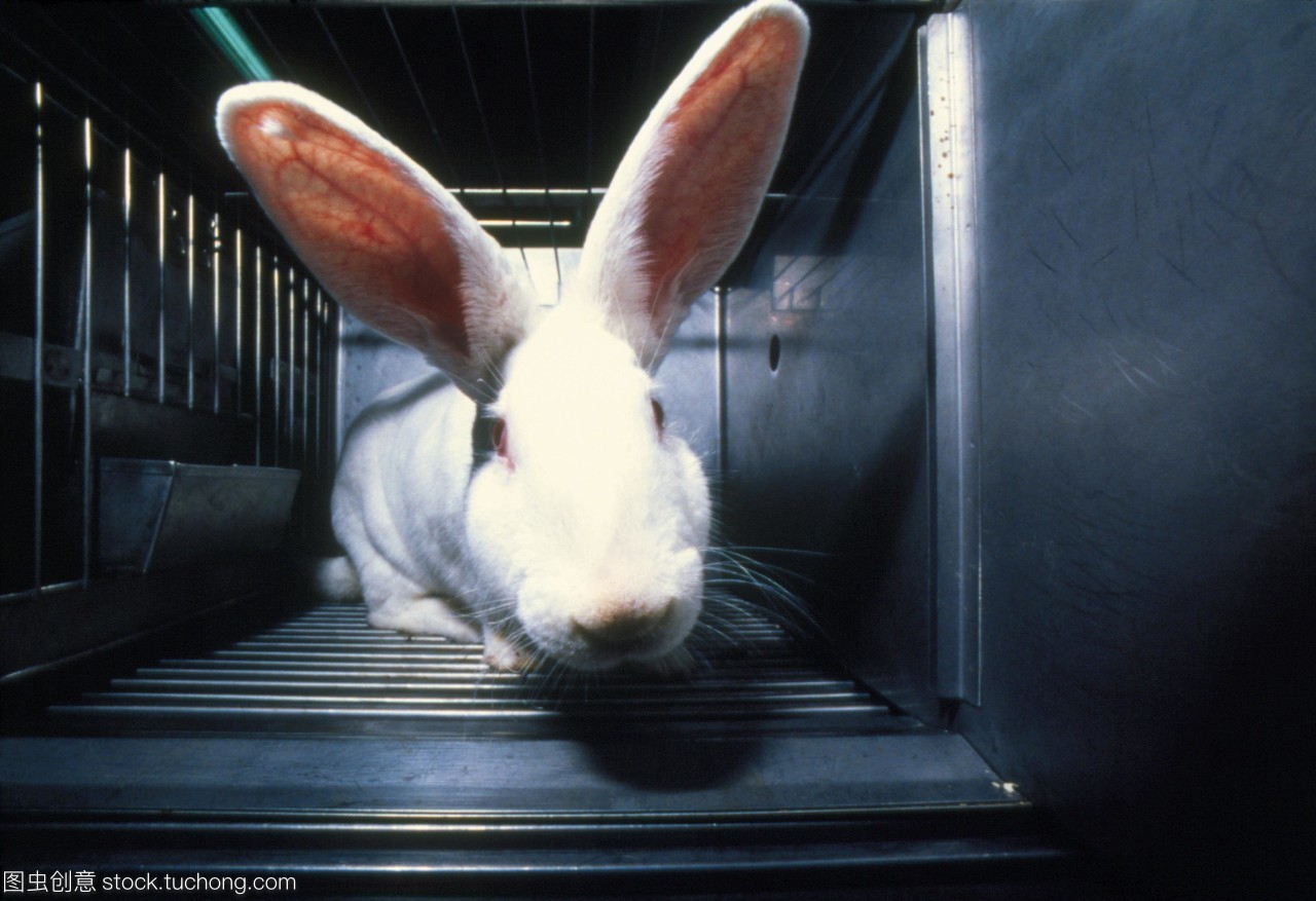 实验室的兔子。一只笼子里的小兔子正在等待实验。动物实验主要是在研究和安全测试中进行的。特别饲养的大鼠和小鼠是最广泛使用的动物。然而,兔子,猫,狗和家畜在其他动物中也被使用过。动物可能被用来测试非医疗物质,如杀虫剂和化妆品的安全性,或者测试新医疗产品的效果。动物实验造成的痛苦尤其是在非医学研究导致立法控制的呼声。照片摄于意大利negri制药研究所。